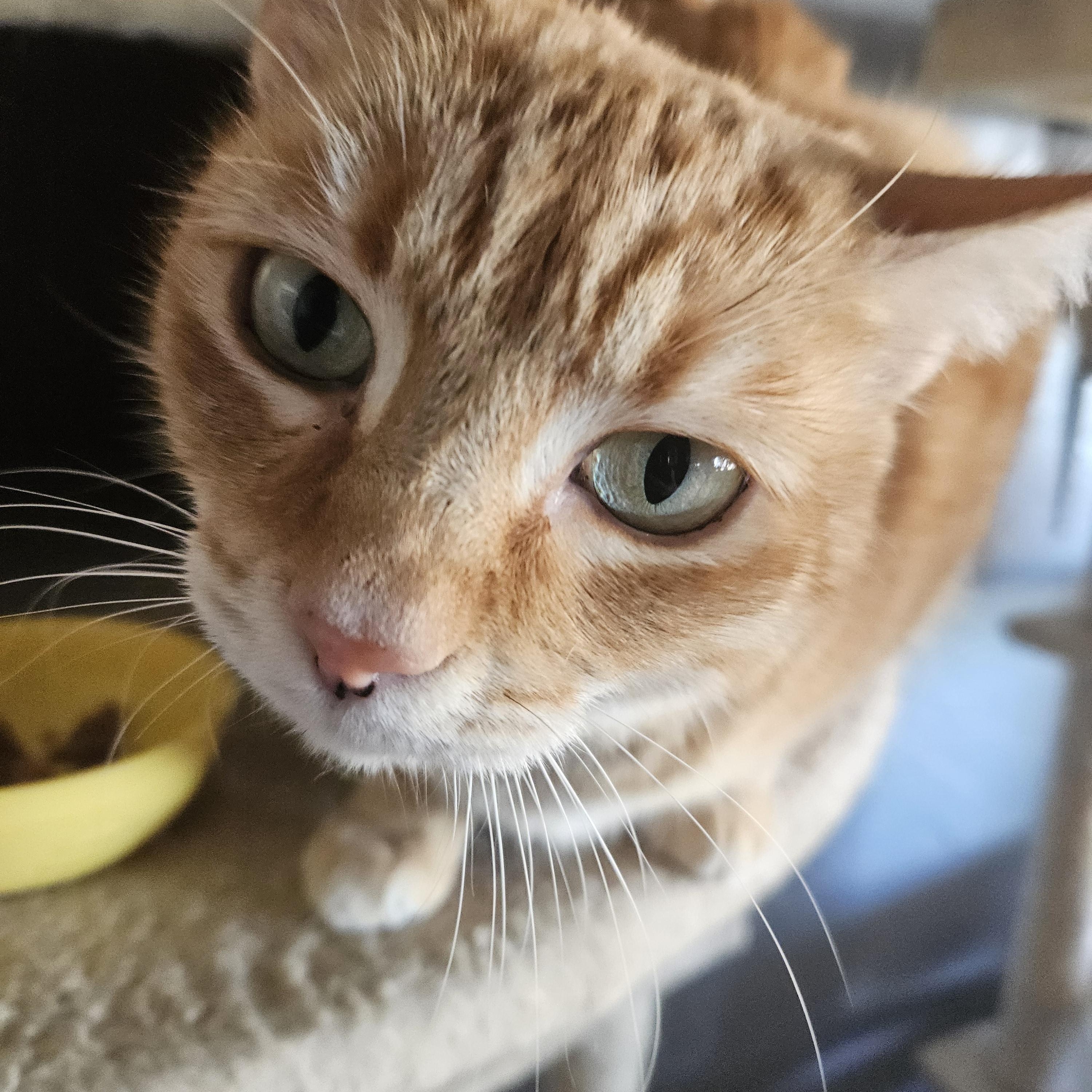 Missy, Adoptable, Adult Female Domestic Short Hair.