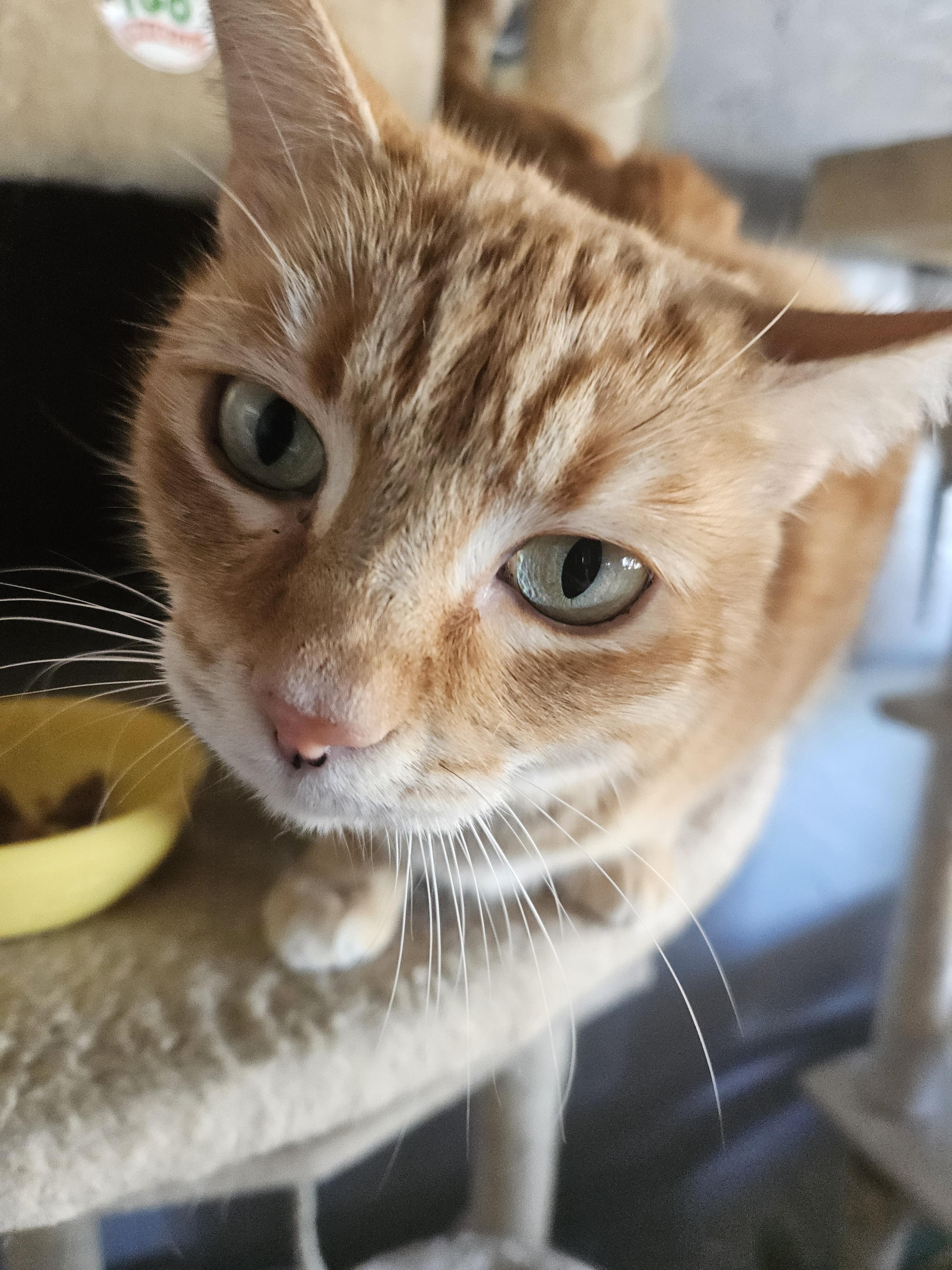 Enlarge Missy, a Adoptable Domestic Short Hair in Alpine, TX image 2/3