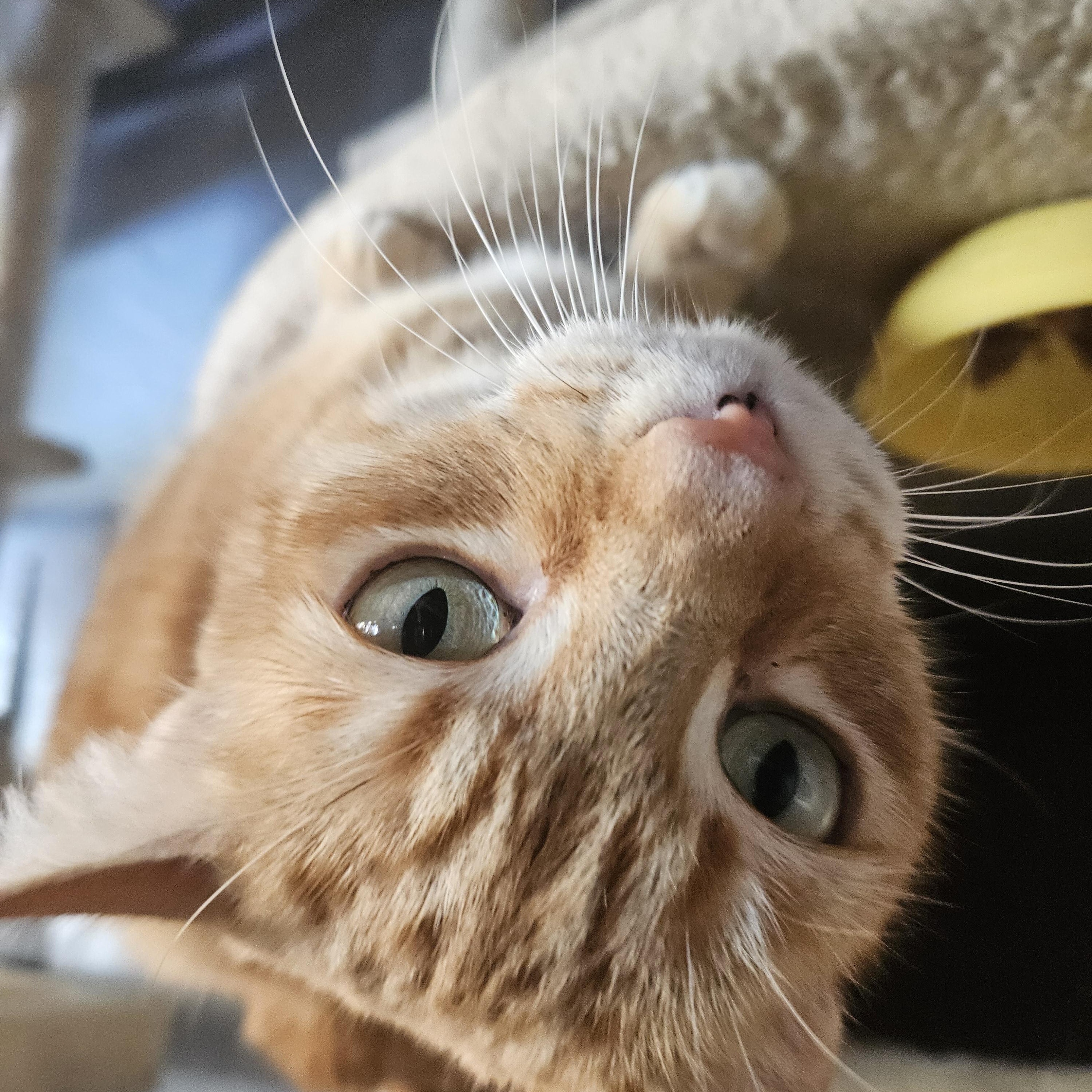 Enlarge Missy, a Adoptable Domestic Short Hair in Alpine, TX image 3/3