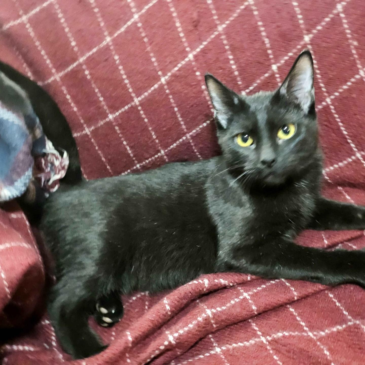 Yafa & Kalil, a Adoptable Domestic Short Hair in Lemont, IL image 3/6