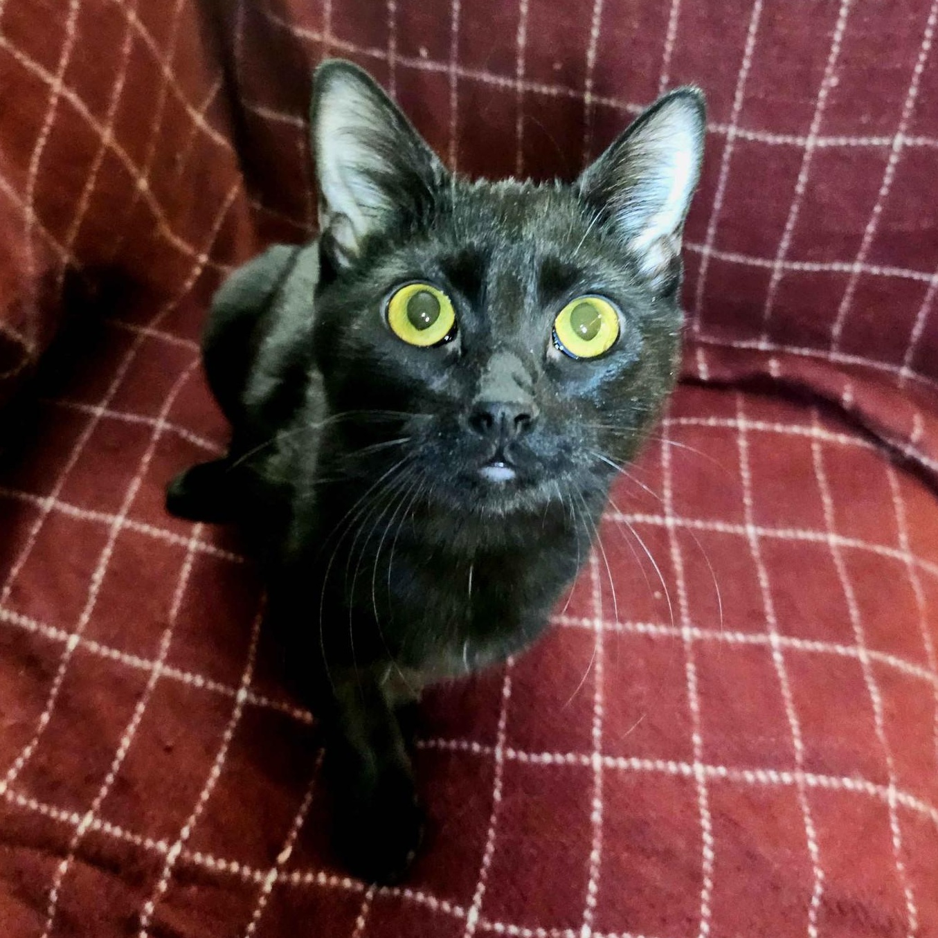 Yafa & Kalil, a Adoptable Domestic Short Hair in Lemont, IL image 4/6