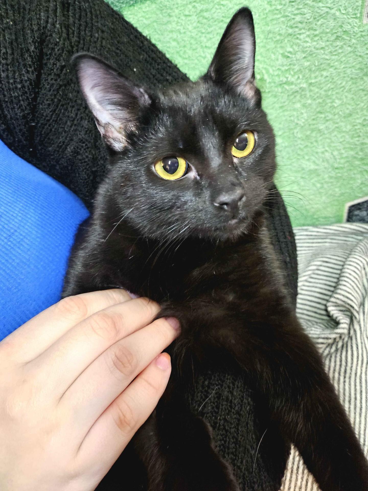 Yafa & Kalil, a Adoptable Domestic Short Hair in Lemont, IL image 5/6