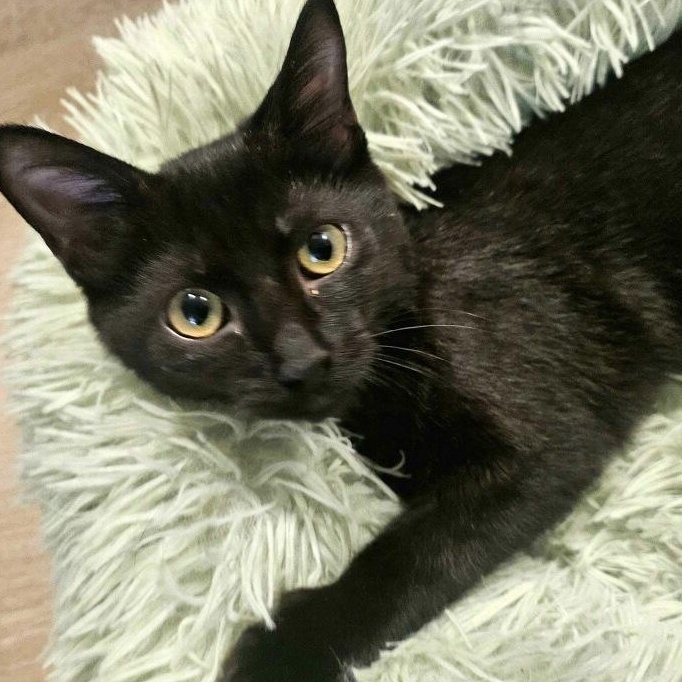 Yafa & Kalil, a Adoptable Domestic Short Hair in Lemont, IL image 2/6