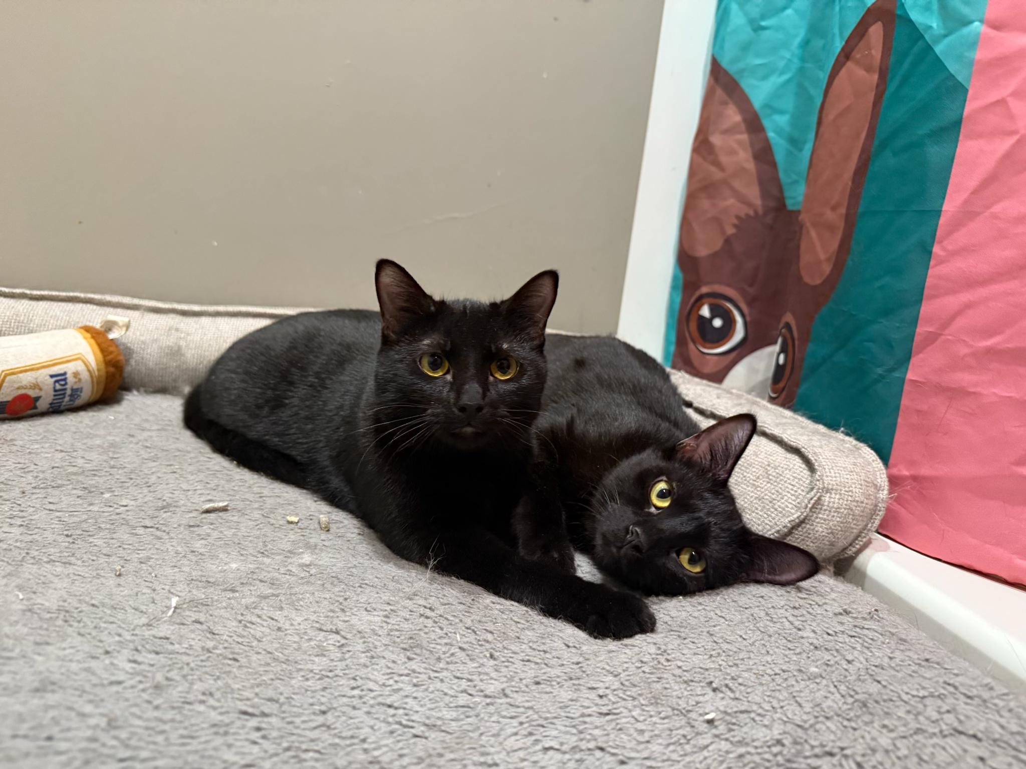 Yafa & Kalil, Adoptable, Kitten Female Domestic Short Hair.