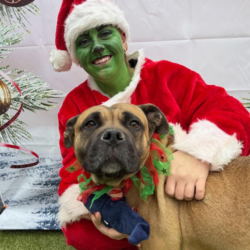 Holly, Adoptable, Adult Female Mastiff.