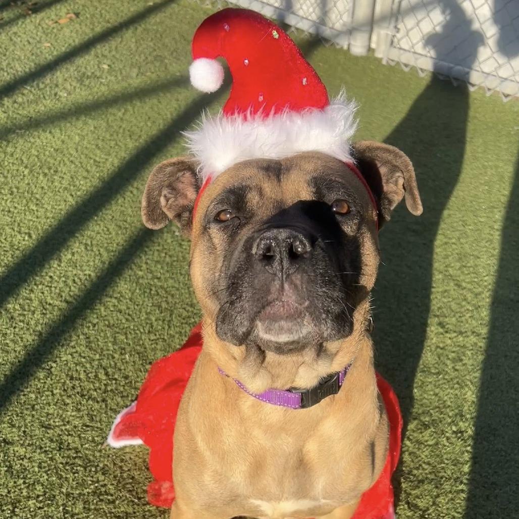 Enlarge Holly, a Adoptable mixed breed in Concord, NC image 2/6