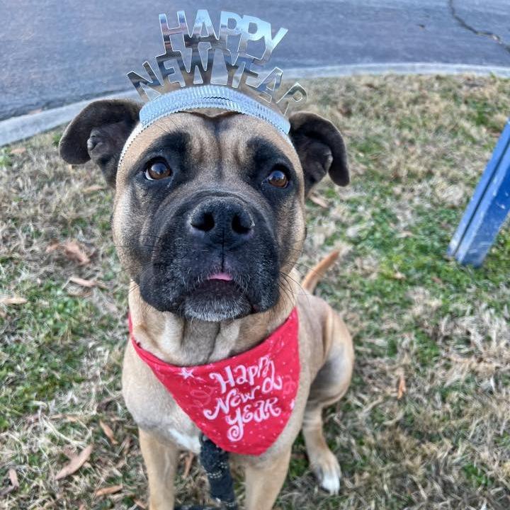 Enlarge Holly, a Adoptable mixed breed in Concord, NC image 3/6