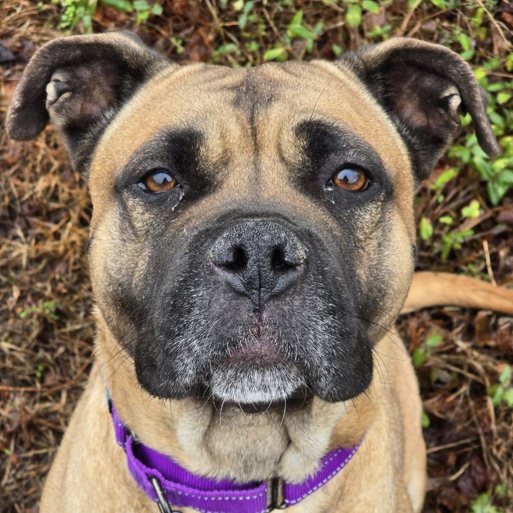 Enlarge Holly, a Adoptable mixed breed in Concord, NC image 4/6
