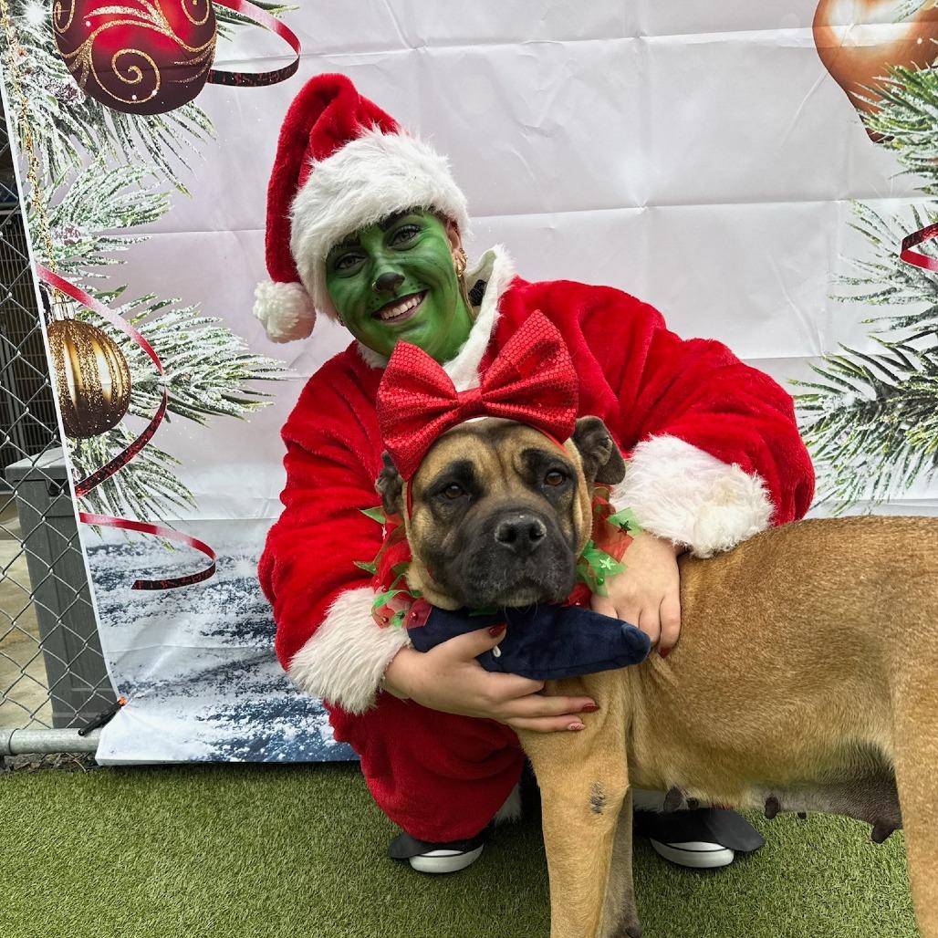 Enlarge Holly, a Adoptable mixed breed in Concord, NC image 6/6