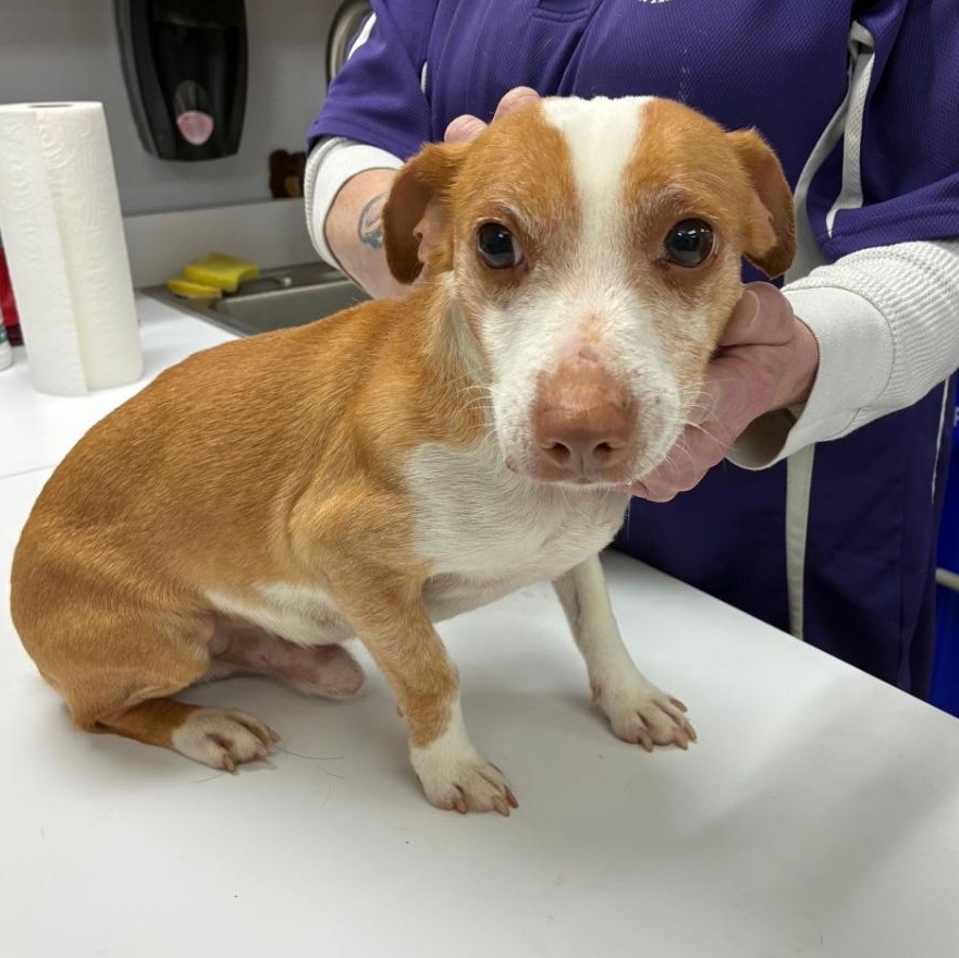 Enlarge 190417 LOOKING FOR OWNER, a ADOPTABLE mixed breed in Ravenna, OH image 1/1