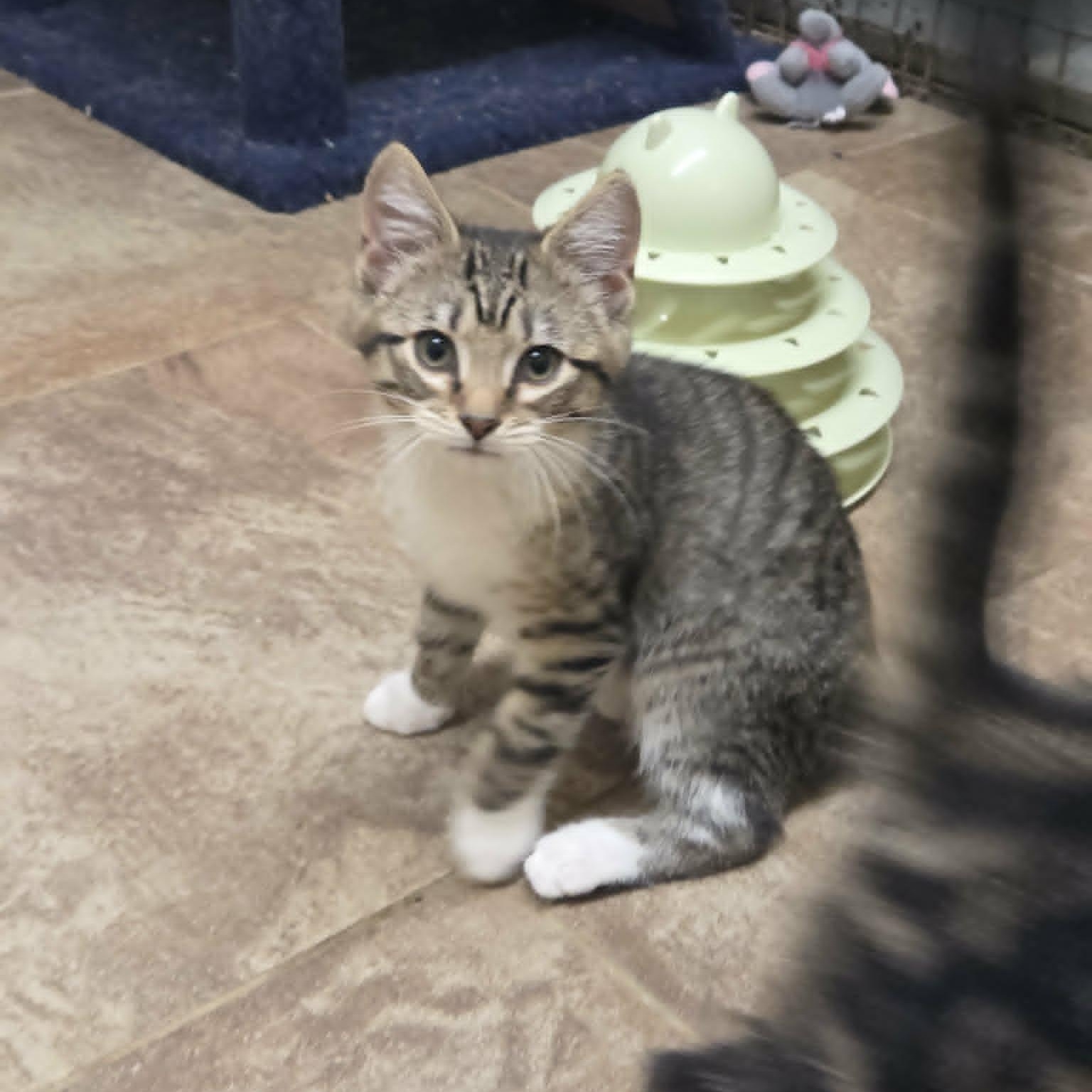 Nox, an adopted Domestic Short Hair in Lancaster, KY image 3/3