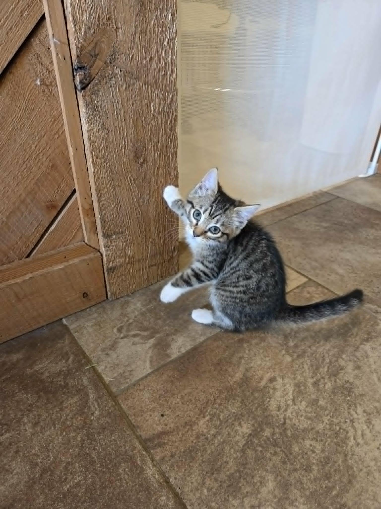 Nox, an adopted Domestic Short Hair in Lancaster, KY image 2/3