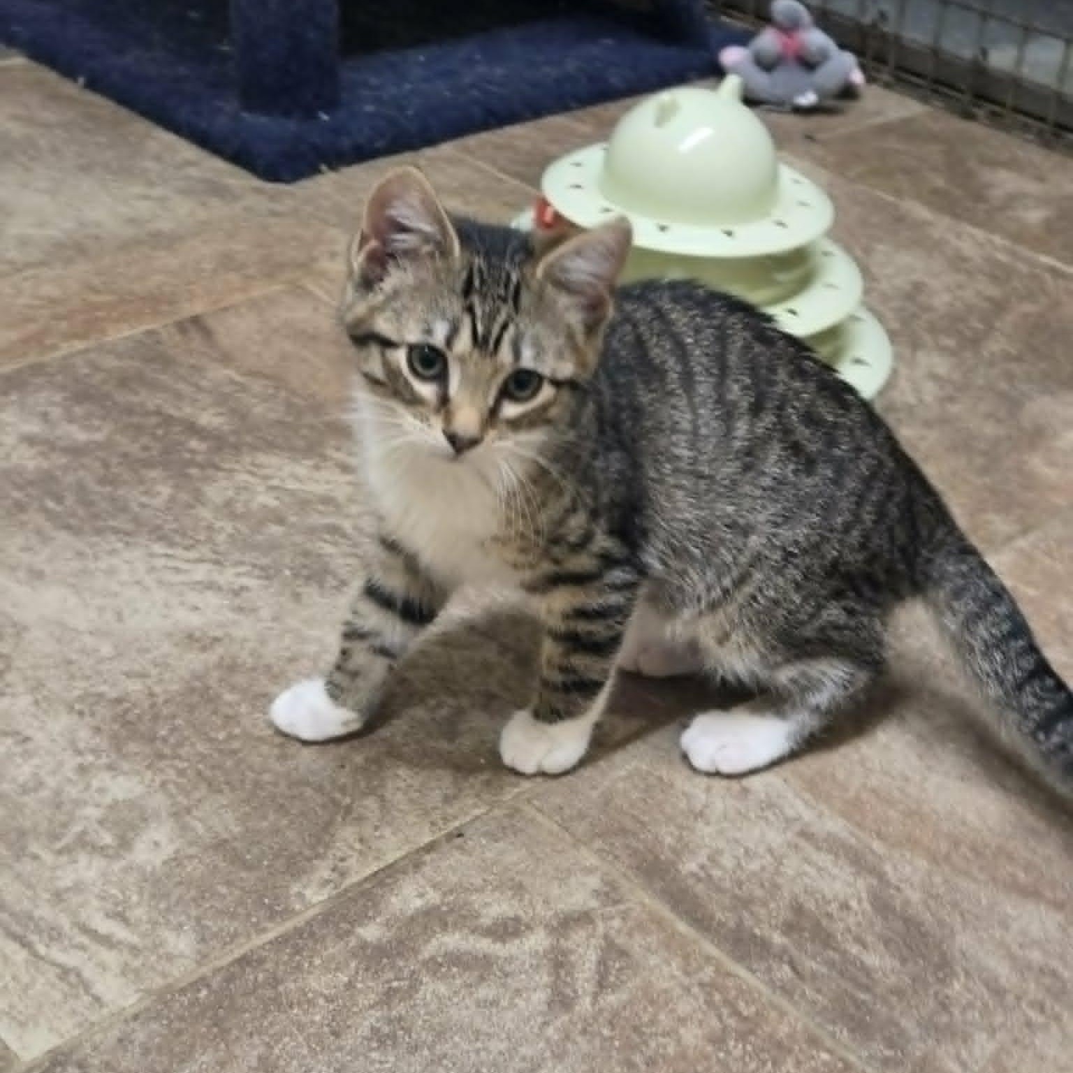 Nox, adopted, Young Male Domestic Short Hair.