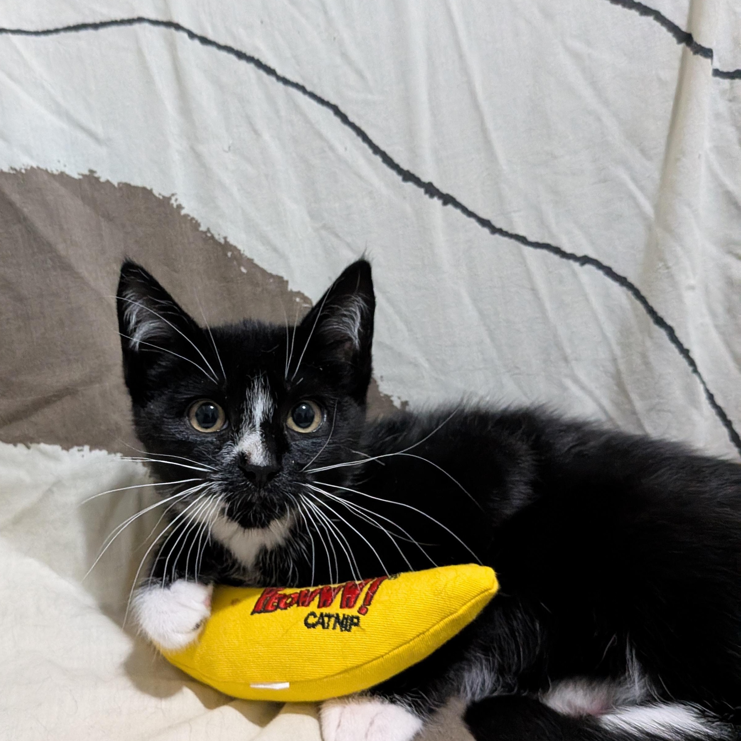 Enlarge Tetra, an adopted Domestic Short Hair in Chilliwack, BC image 1/1