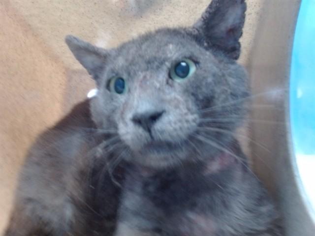 Enlarge FILO, a Adoptable Domestic Short Hair in Gardena, CA image 1/1
