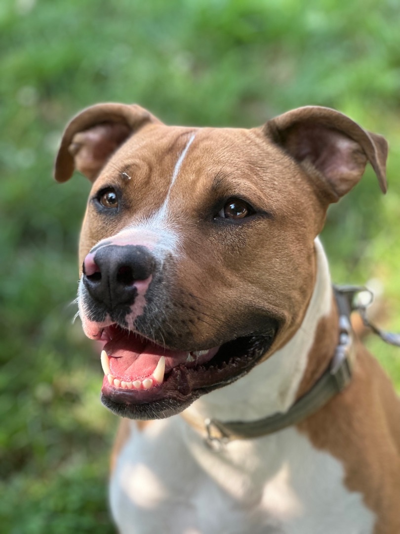 Murphy, Adopted, Young Male Pit Bull Terrier.