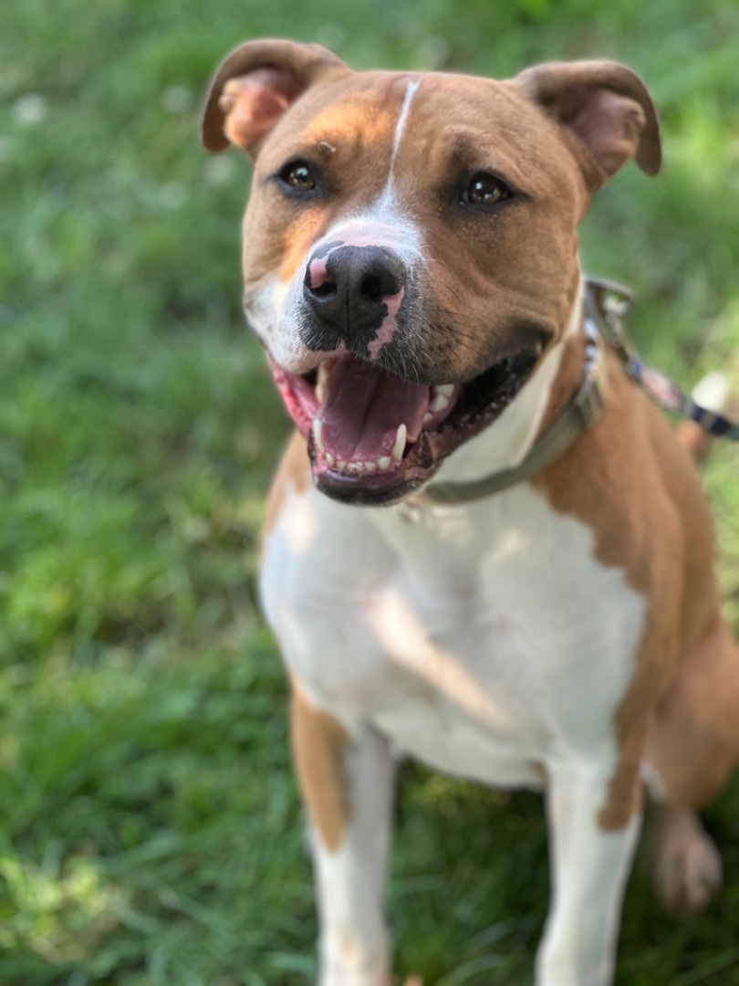 Murphy, a Adopted mixed breed in Burlington, WA image 2/4