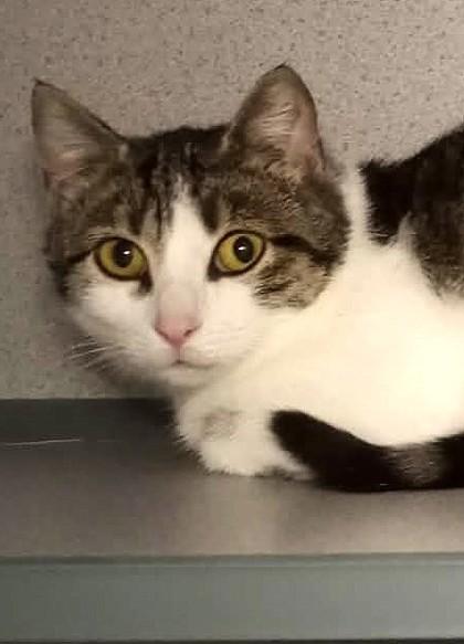 Kansas (Barn Cat), Adoptable, Adult Female Domestic Short Hair.