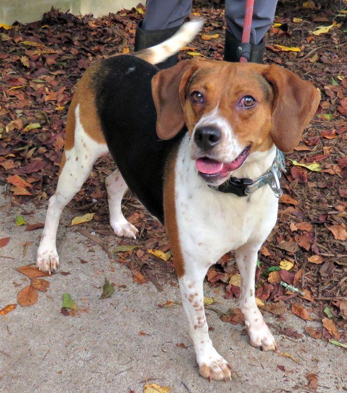 Cherry, adopted, Adult Female Treeing Walker Coonhound.