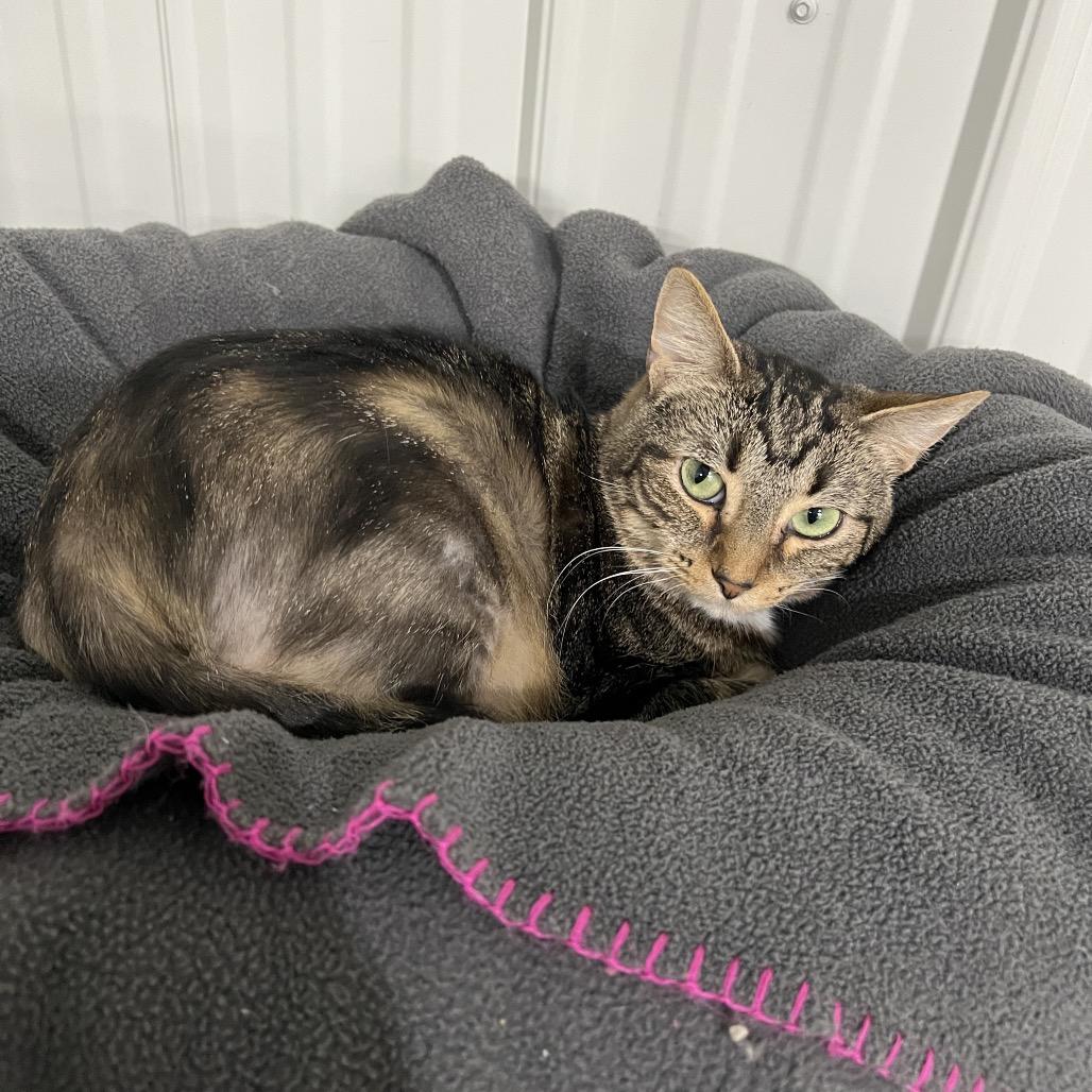 Lily, a Adoptable Domestic Short Hair in Blairsville, GA image 1/6