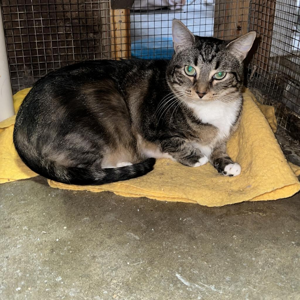 Lily, a Adoptable Domestic Short Hair in Blairsville, GA image 2/6