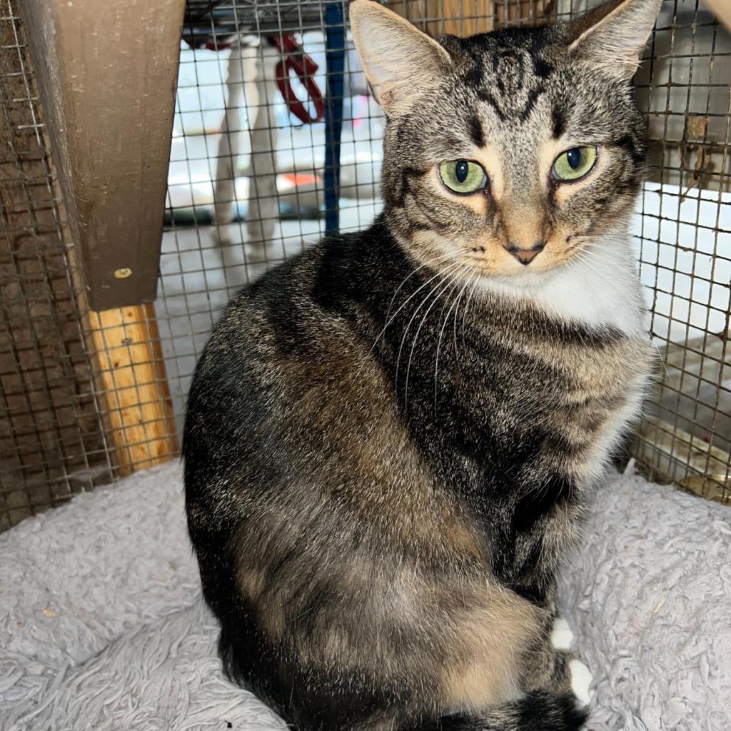 Lily, a Adoptable Domestic Short Hair in Blairsville, GA image 4/6