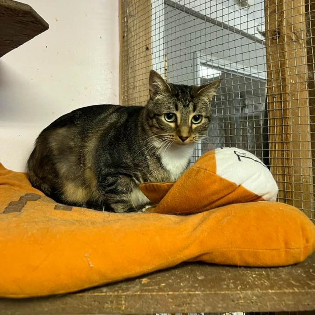 Lily, a Adoptable Domestic Short Hair in Blairsville, GA image 5/6