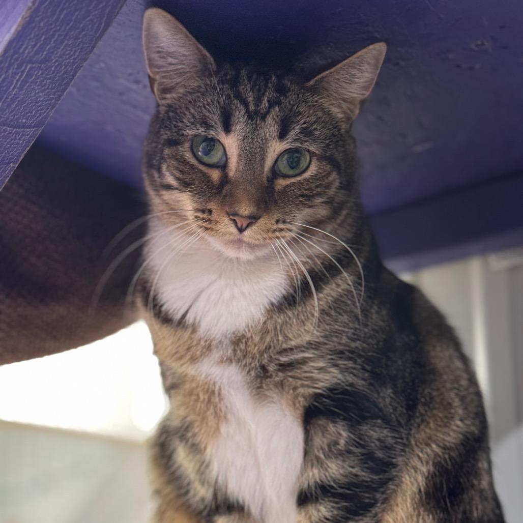 Lily, a Adoptable Domestic Short Hair in Blairsville, GA image 6/6