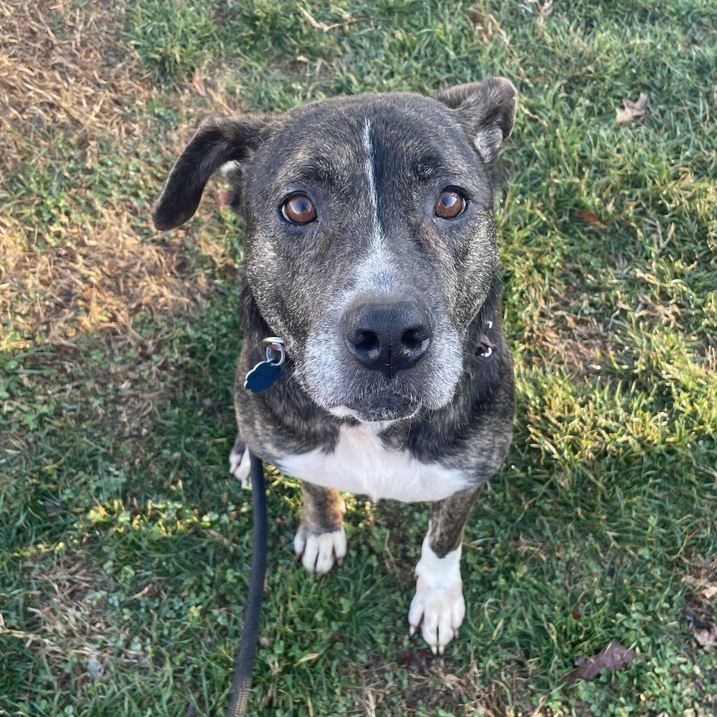 Enlarge Flora, a Adoptable mixed breed in Springfield, MO image 1/5