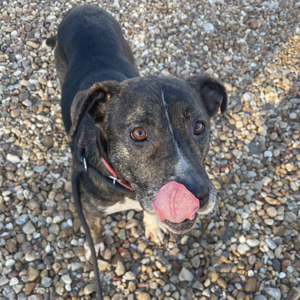 Enlarge Flora, a Adoptable mixed breed in Springfield, MO image 2/5