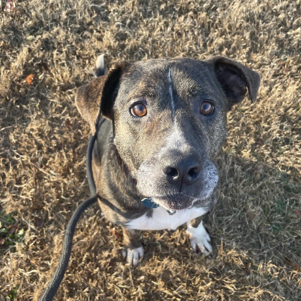 Enlarge Flora, a Adoptable mixed breed in Springfield, MO image 3/5