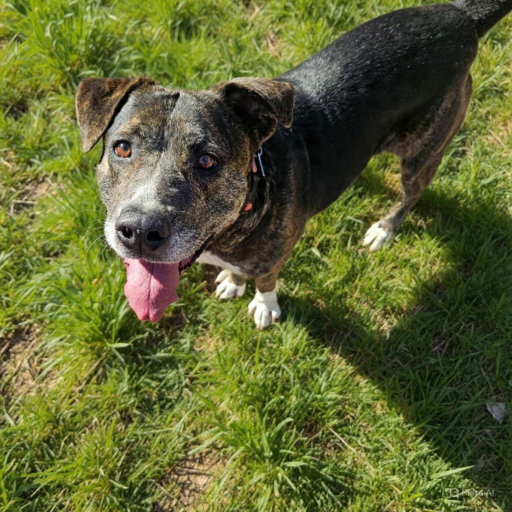 Flora, a Adoptable mixed breed in Springfield, MO image 2/6