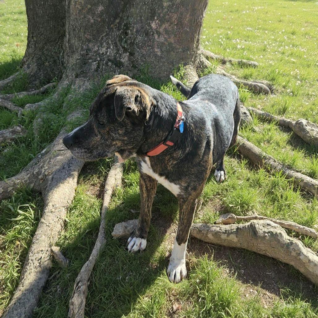 Flora, a Adoptable mixed breed in Springfield, MO image 3/6