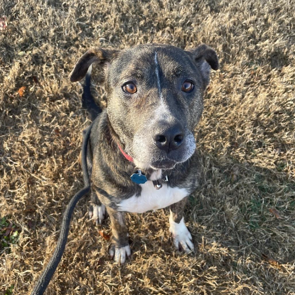 Enlarge Flora, a Adoptable mixed breed in Springfield, MO image 4/5