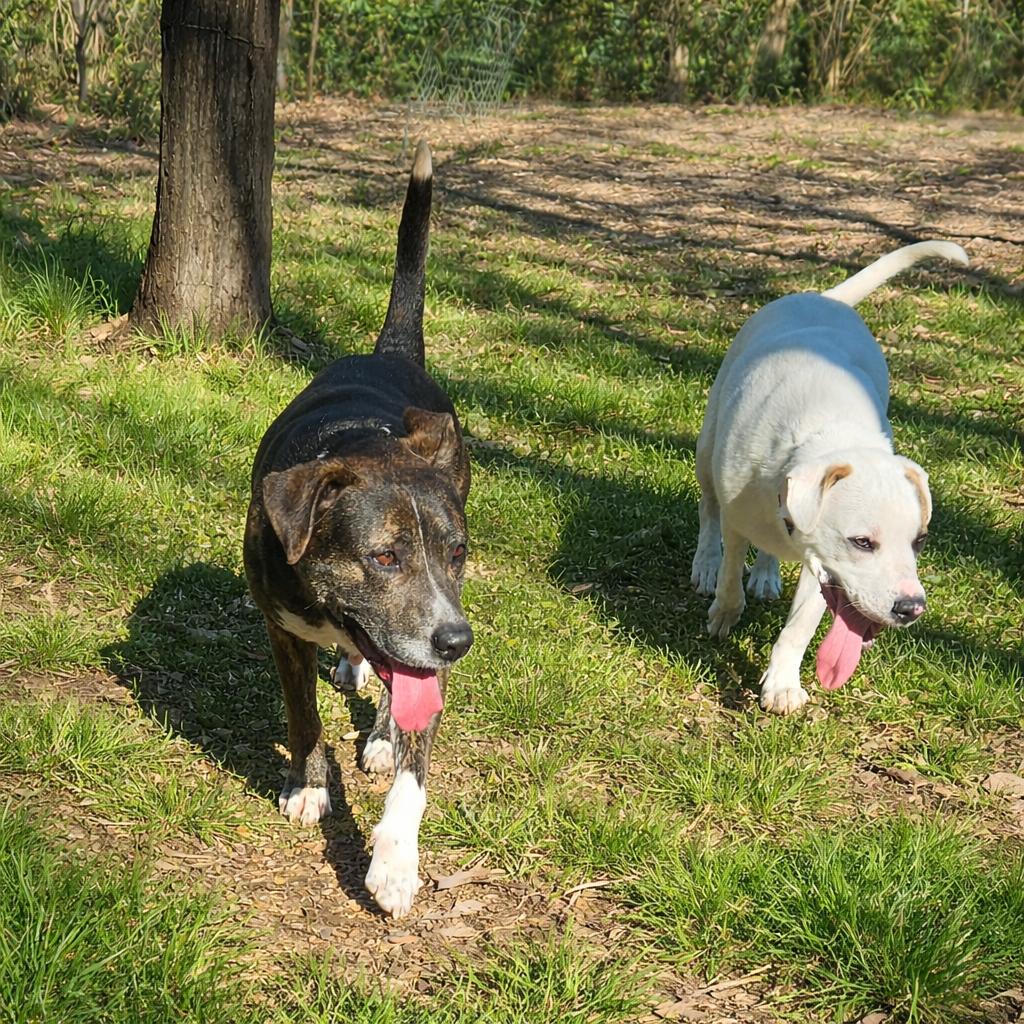 Flora, a Adoptable mixed breed in Springfield, MO image 5/6