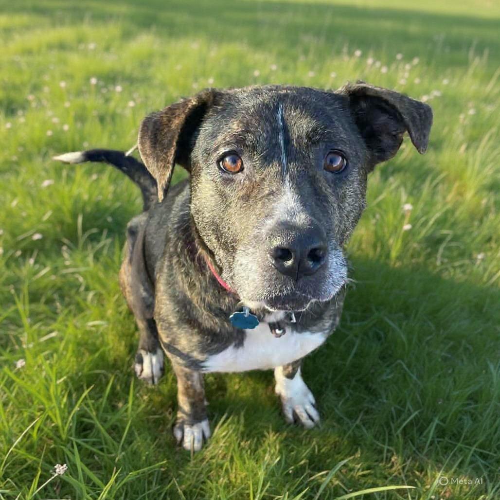 Flora, a Adoptable mixed breed in Springfield, MO image 6/6