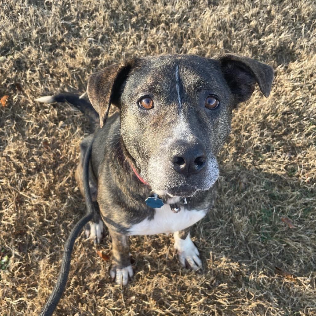 Enlarge Flora, a Adoptable mixed breed in Springfield, MO image 5/5