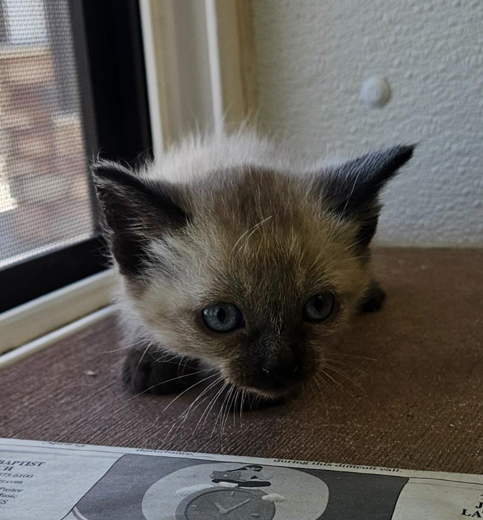 Corral kitten 6, Adoptable, Kitten Male Domestic Medium Hair.