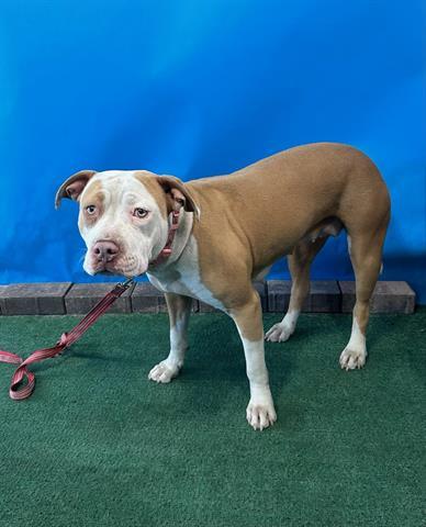 Enlarge PEACHES, a Adoptable Pit Bull Terrier in Baldwin Park, CA image 1/1