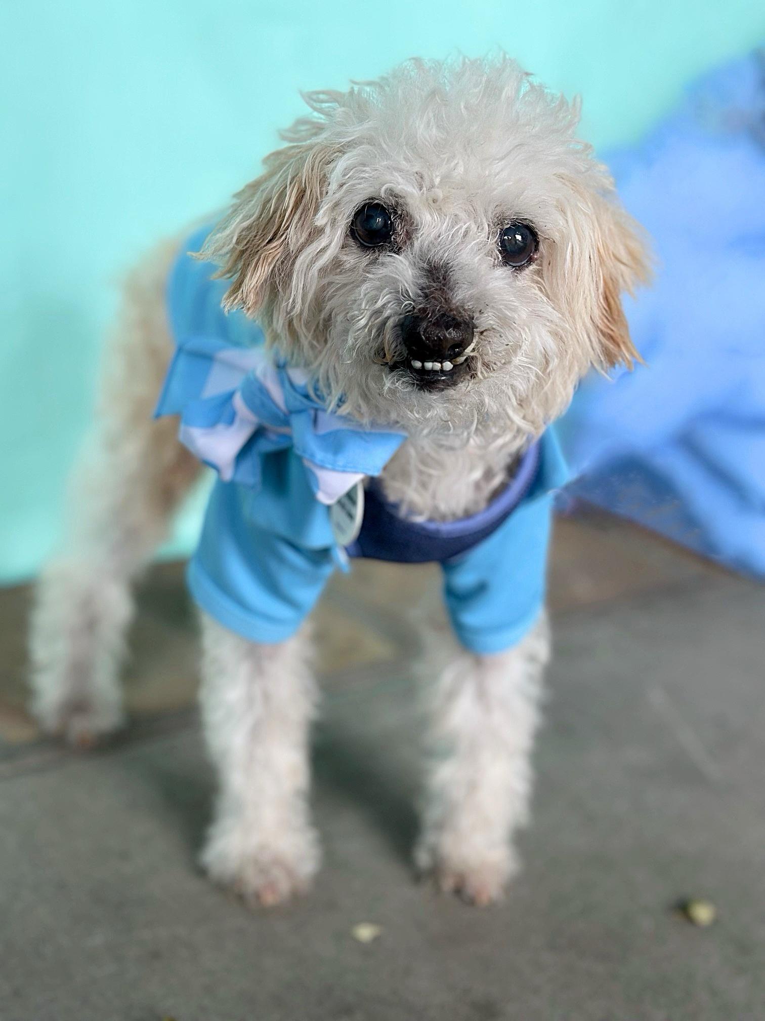 Ollie, a Adoptable mixed breed in Rancho Palos Verdes, CA image 1/5