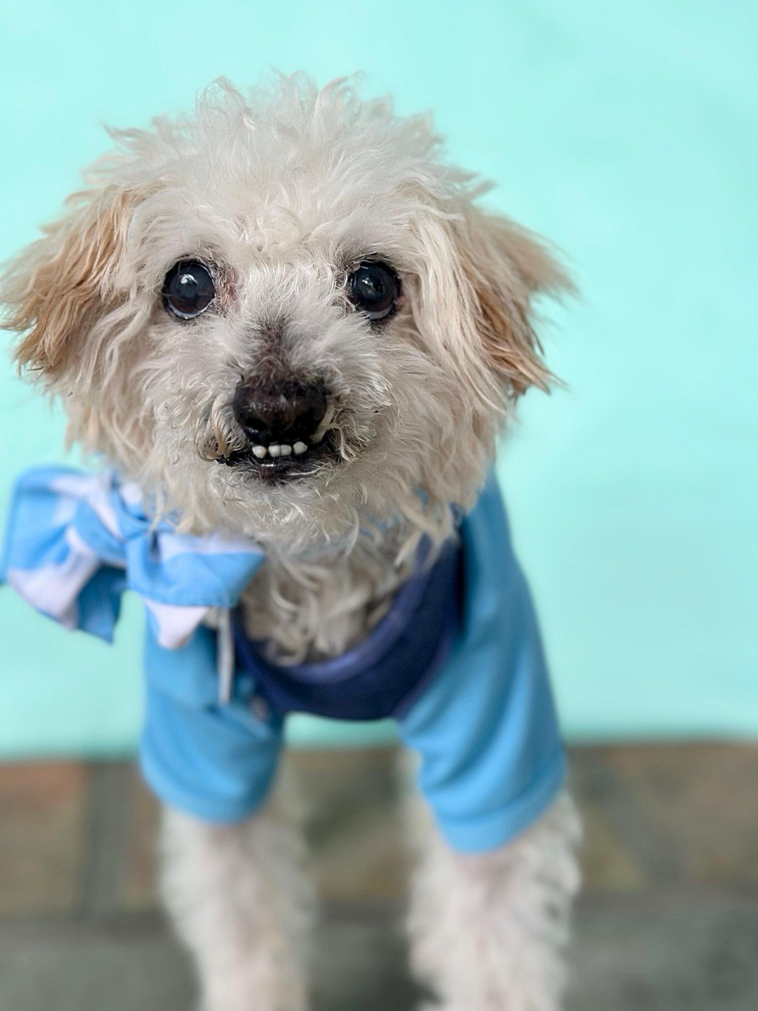 Ollie, a Adoptable mixed breed in Rancho Palos Verdes, CA image 2/5