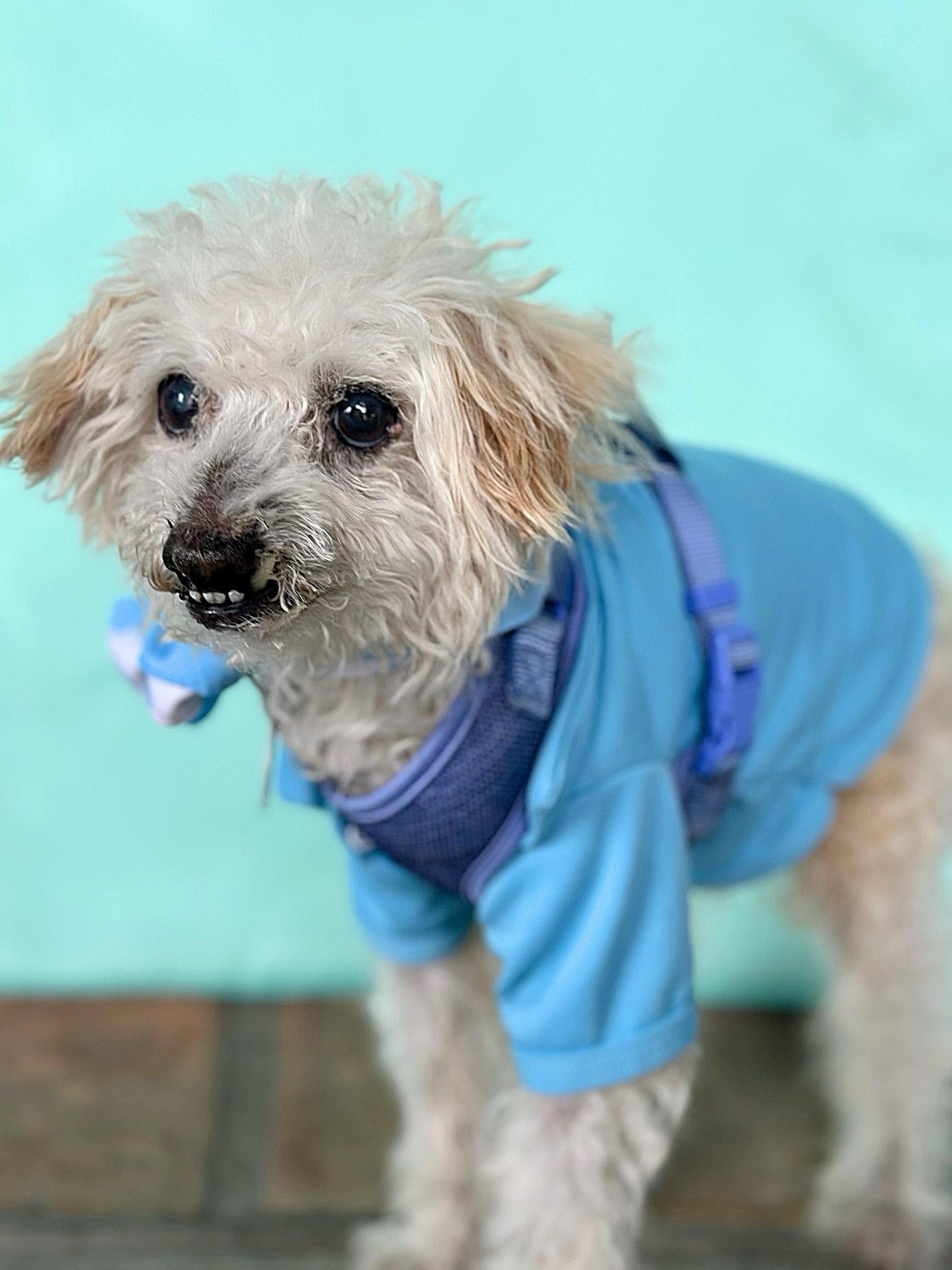 Ollie, a Adoptable mixed breed in Rancho Palos Verdes, CA image 4/5