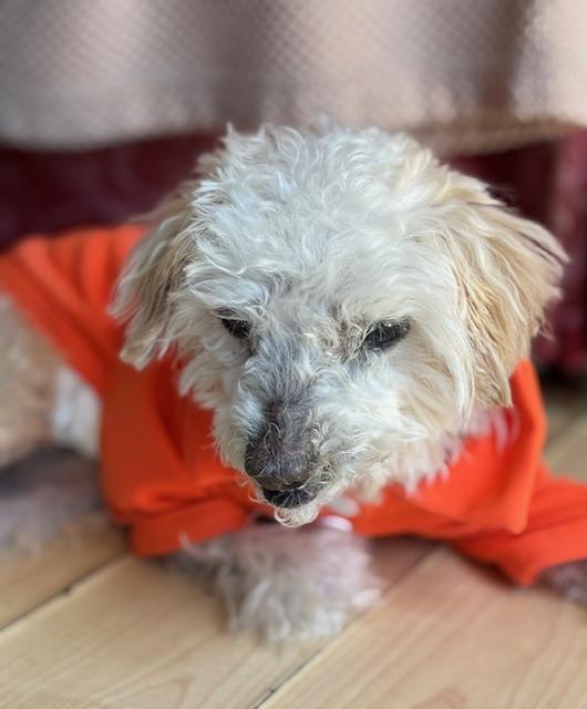 Ollie, a Adoptable mixed breed in Rancho Palos Verdes, CA image 5/5