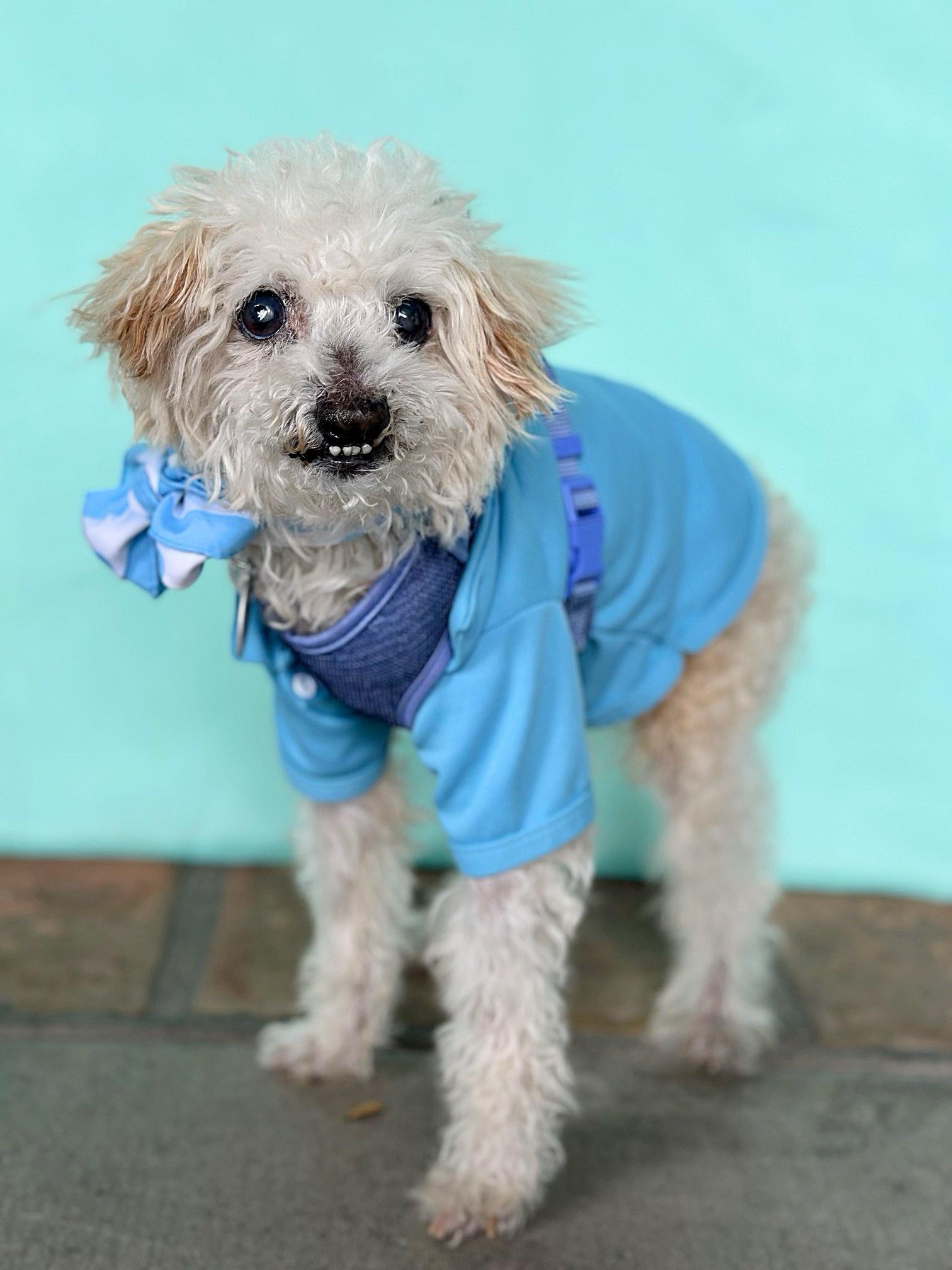 Ollie, a Adoptable mixed breed in Rancho Palos Verdes, CA image 3/5