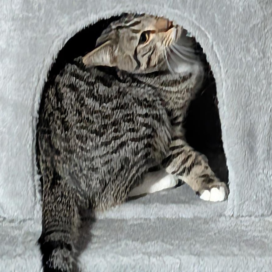 Enlarge Calvin, a ADOPTABLE Domestic Short Hair in Reisterstown, MD image 6/6