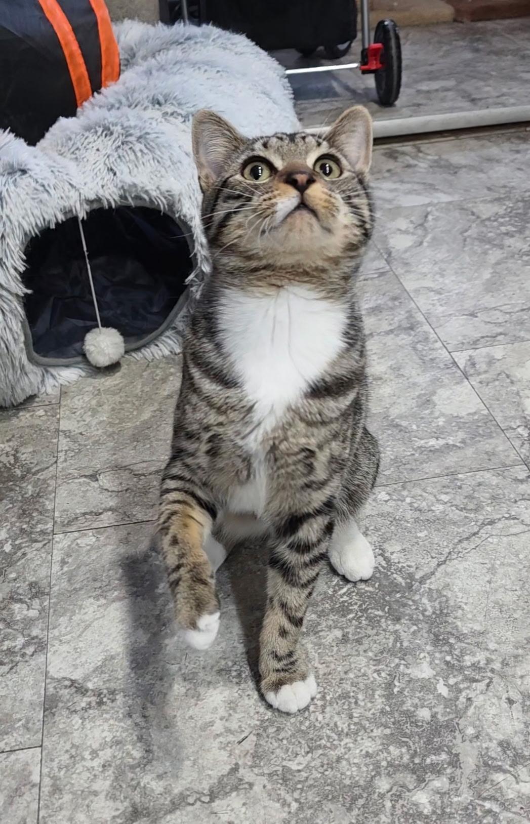 Enlarge Calvin, a ADOPTABLE Domestic Short Hair in Reisterstown, MD image 2/6