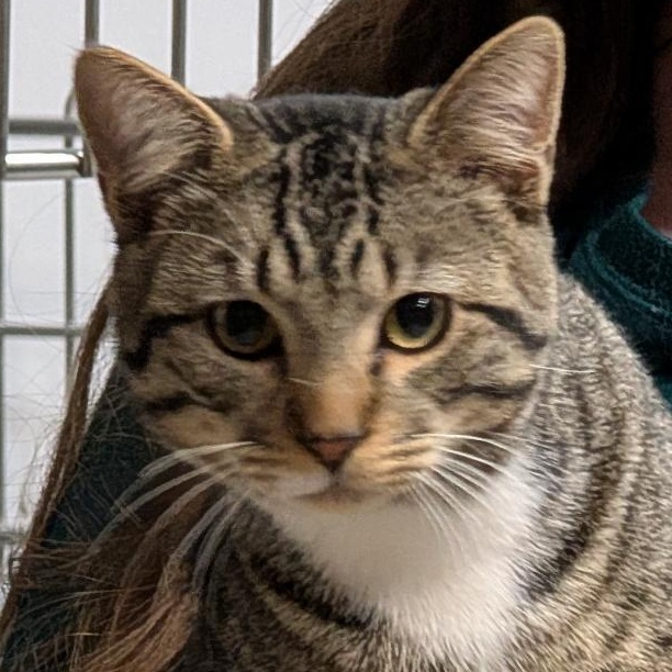 Enlarge Calvin, a ADOPTABLE Domestic Short Hair in Reisterstown, MD image 5/6