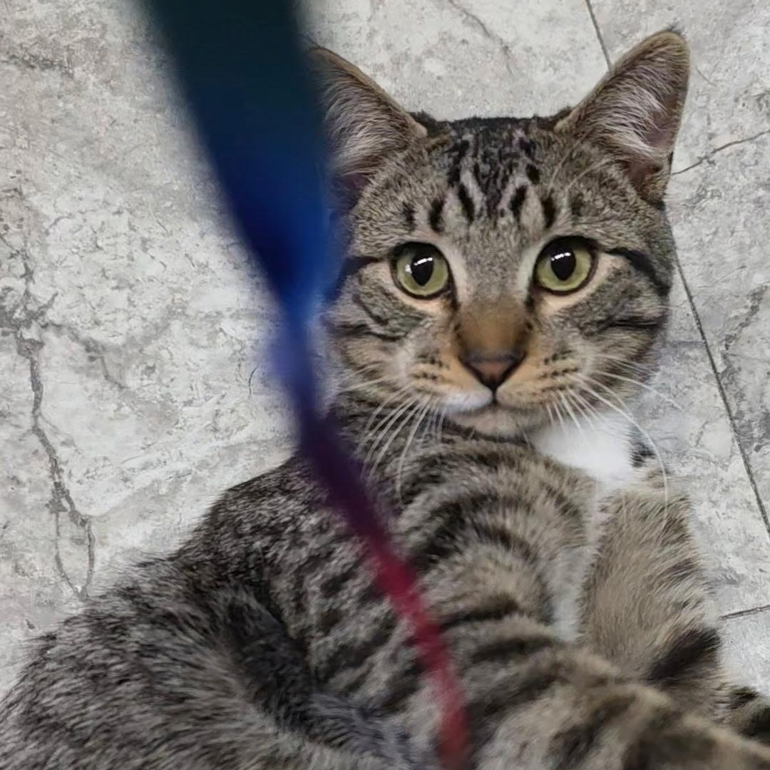 Enlarge Calvin, a ADOPTABLE Domestic Short Hair in Reisterstown, MD image 1/6