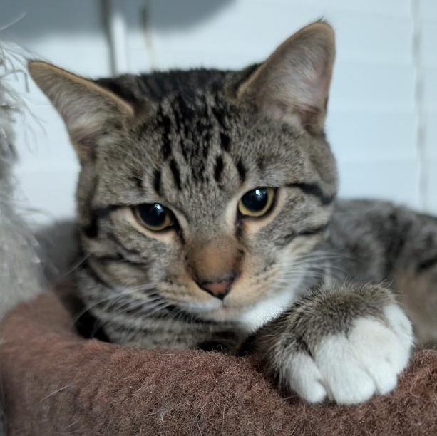 Calvin, ADOPTABLE, Kitten Male Domestic Short Hair.