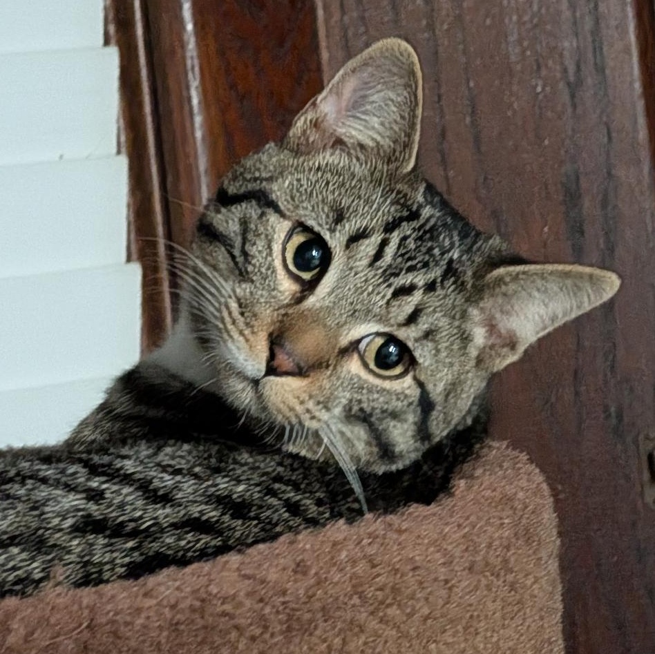 Enlarge Calvin, a ADOPTABLE Domestic Short Hair in Reisterstown, MD image 4/6